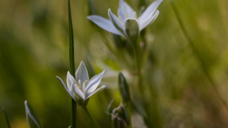 Daisy butterfly lily macro shallow - a blurry background of grass free wallpaper