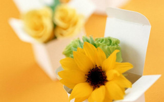 Yellow flower white box table 2 - a yellow flower free wallpaper