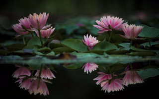 Pink flowers pond lilies macro - photography free wallpaper
