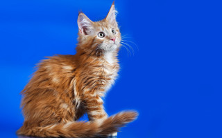 Cat orange blue sky cloud - spot free wallpaper