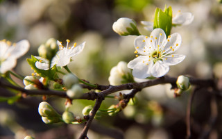 White flower closeup bokeh nature - a close up of a tree free wallpaper