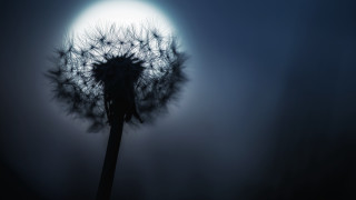 Dandelion moon night forest portrait - anamorphic len free wallpaper