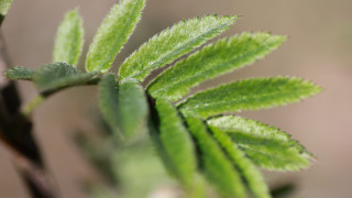 Green leaf macro foliage blurry - fine foliage lace free wallpaper for desktop