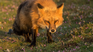 Red fox flowers grass primitivism - one paw free wallpaper