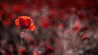 Red flower field bokeh macro - red flower free wallpaper for desktop