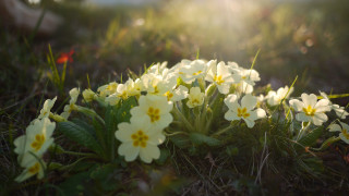 Flowers grass sunshine blurry nature - soft light free wallpaper
