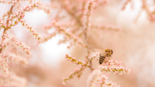 Bee flower tree pink blossoms - soft focus free wallpaper for desktop