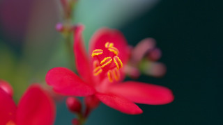 Red flower yellow stamens green 2 - a red flower free wallpaper