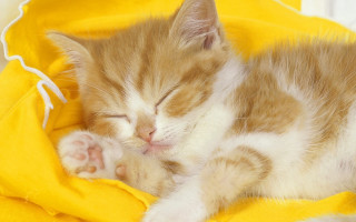 Small kitten sleeping yellow blanket - a yellow blanket free wallpaper