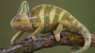 Colorful chameleon branch green dirt - bernard accama free wallpaper