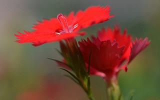 Red spider lily macro blurry 3 - a blurry background of grass free wallpaper