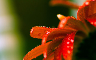 Red flower water droplets macro 8 - petal free wallpaper