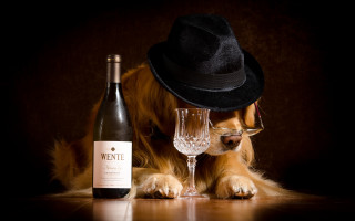 Dog hat glasses wine still - sophisticated free wallpaper