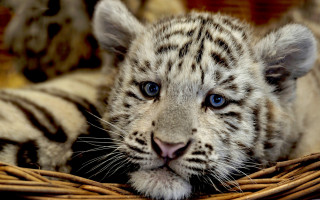 White tiger basket blue eyes - a black nose and nose ring free wallpaper