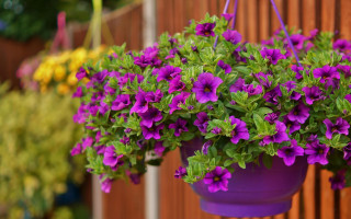 Purple planter wisteria garden blur - a wooden fence behind free wallpaper