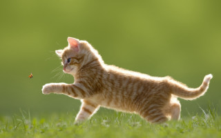 Kitten running insect grass blurry - a small kitten free wallpaper