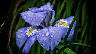 Blue flower water droplets grass - a blue flower free wallpaper