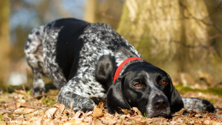 Black white dog leaves woods - a red collar free wallpaper