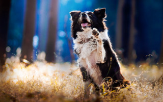 Dog sitting grass open mouth - figuration libre free wallpaper