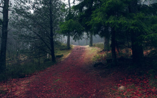 Dirt road forest red path - a dirt road in the middle of a forest free wallpaper