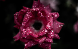 Pink flower water droplets black 3 - a black center free wallpaper