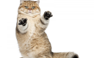 Cat standing hind legs paws - its hind leg free wallpaper