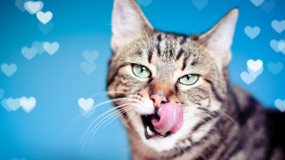 Cat blowing kiss hearts blue - a pink tongue free wallpaper