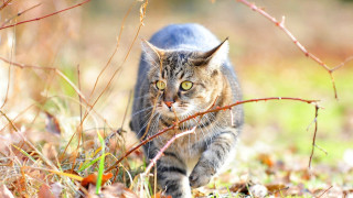 Cat field leaves fishing leash - sharp focus free wallpaper