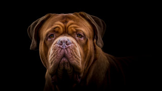 Large brown dog black background - a brown dog free wallpaper