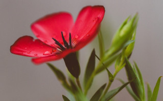 Red flower water droplets macro 16 - a red flower free wallpaper