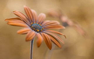 Daisy lily lotus white yellow - a blurry image of a flower free wallpaper