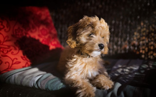 Small dog couch red pillow - pattern free wallpaper for desktop