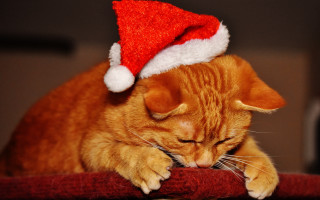 Cat santa hat red blanket - a red pillow free wallpaper