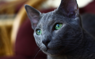 Black cat green eyes macro 7 - green eye free wallpaper