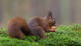 Squirrel eating nut mossy woods - a mossy surface free wallpaper