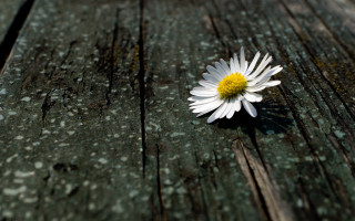 Daisy wooden surface blurry background - a single daisy free wallpaper