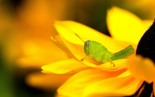 Green insect yellow flower burn - a yellow flower free wallpaper