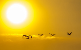 Birds sunset sky clouds plane - a few bird free wallpaper for desktop