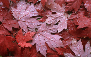 Red leaves water droplets green - over them free wallpaper