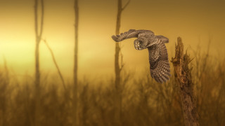 Bird flying tree branch tall - a yellow sky in the background free wallpaper