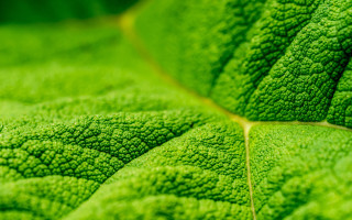 Green leaf yellow line macro 2 - center piece free wallpaper