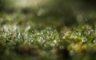 Grass water drops bokeh macro - drop of water free wallpaper