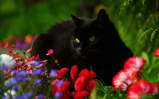 Black cat flower field gothic - a black face free wallpaper