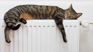 Black cat radiator wall heater - warm free wallpaper