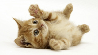 Kitten rolling on back cute - its front paw free wallpaper
