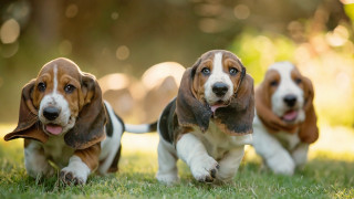 Three dogs running grass open - three dog free wallpaper