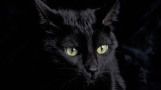 Black cat green eyes gothic 8 - black background free wallpaper for desktop