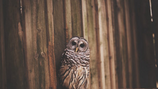 Small owl fence post beach - a wooden fence behind free wallpaper