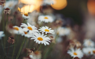 White flowers field sunset bokeh - yellow center free wallpaper