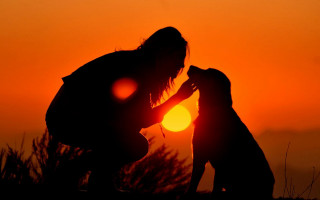 Silhouette sunset woman dog glowing - the dog free wallpaper